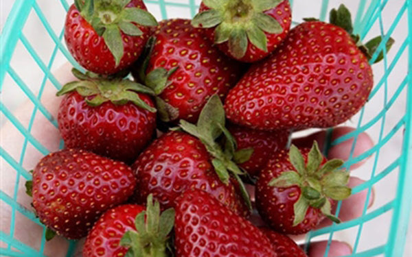 Strawberries — Melissas Produce