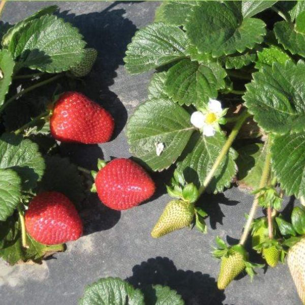 Image of  Harry's Berries Strawberries Fruit