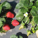 Image of  Harry's Berries Strawberries Fruit