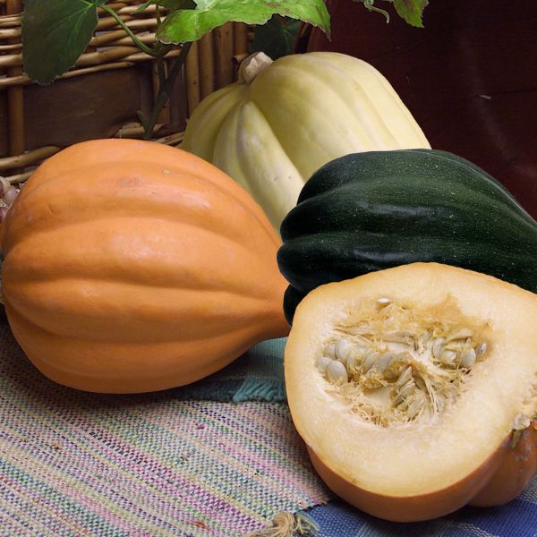 Image of Acorn Squash styled