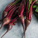 Image of Baby Red Beets