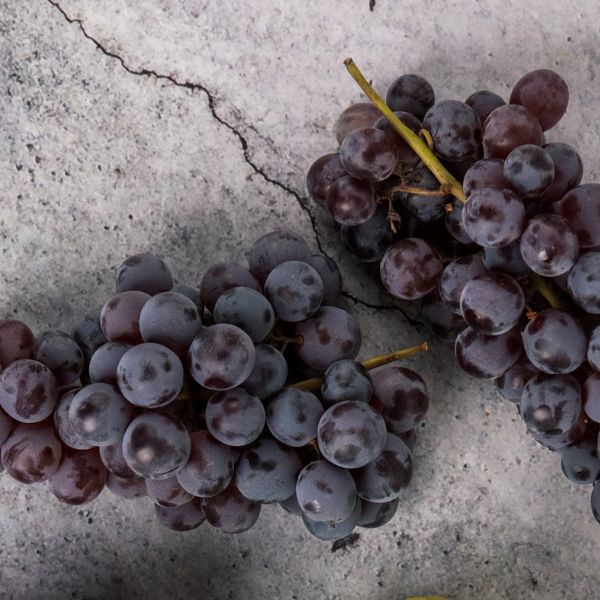 Image of Black Muscato™ Grapes styled