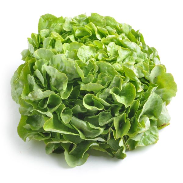 Image of  Organic Butter Lettuce Organics