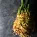 Image of Celery Root styled