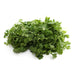 Image of  Cilantro Other