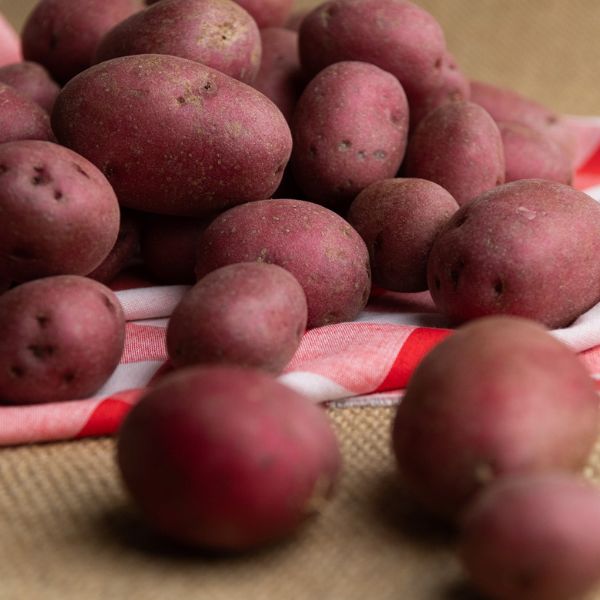 Image of Dutch Red® Potatoes