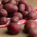 Image of Dutch Red® Potatoes