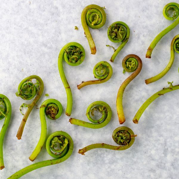 Image of Fiddlehead Fern