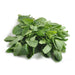 Image of  Mint Other