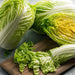 Image of Napa Cabbage 