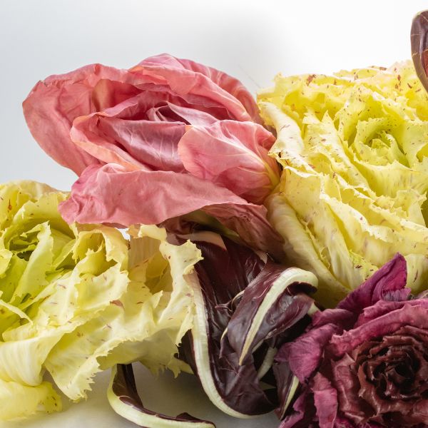 Image of Radicchio styled