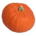 Image of  Organic Red Kuri Squash Vegetables