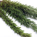 Image of Rosemary Herb