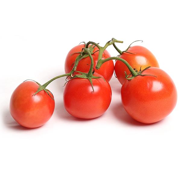 Red Slicer Tomato - 1#