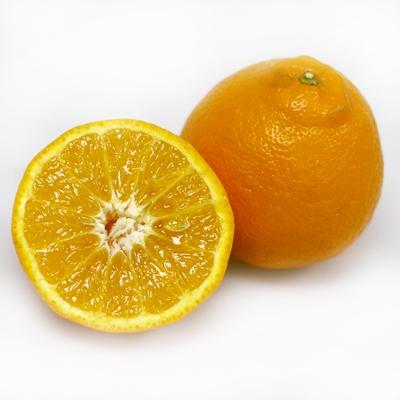 Organic Citrus — Melissas Produce