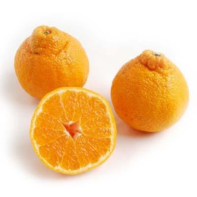 What Is Sumo Citrus and Where Can You Buy It?
